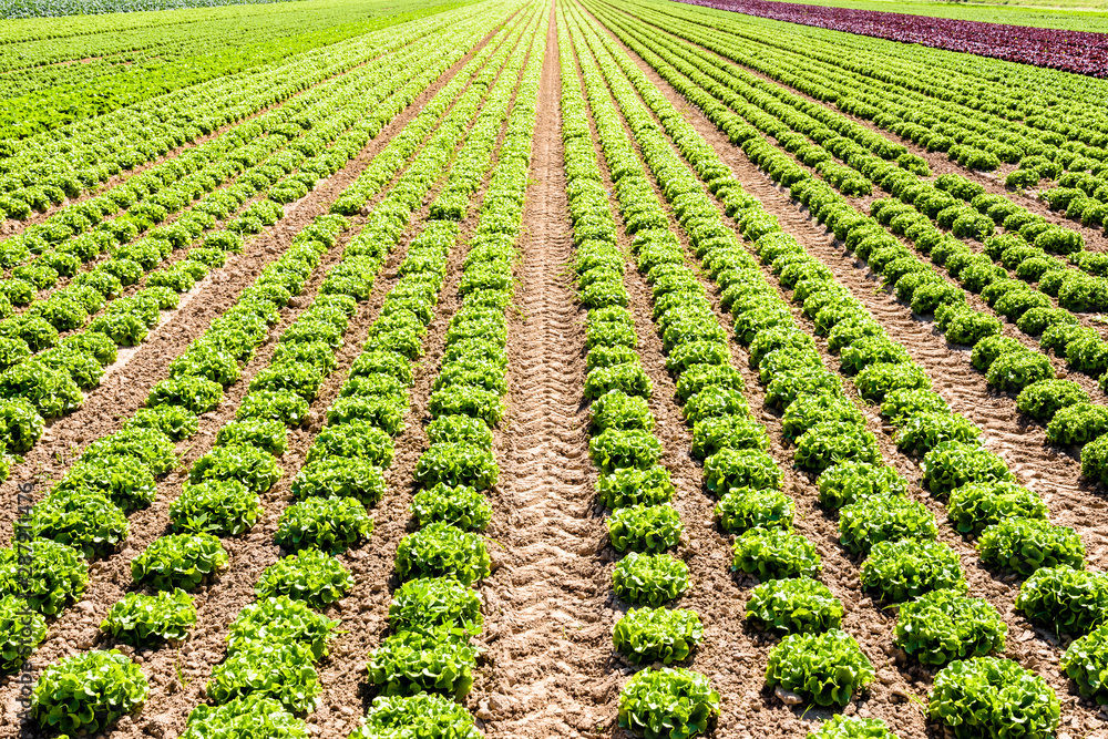 Rows of green oak leaf lettuce grown in open field under a bright sunshine in the suburbs of Paris, France. Rows of green oak leaf lettuce grown in open field under a bright sunshine in the suburbs of Paris, France.
