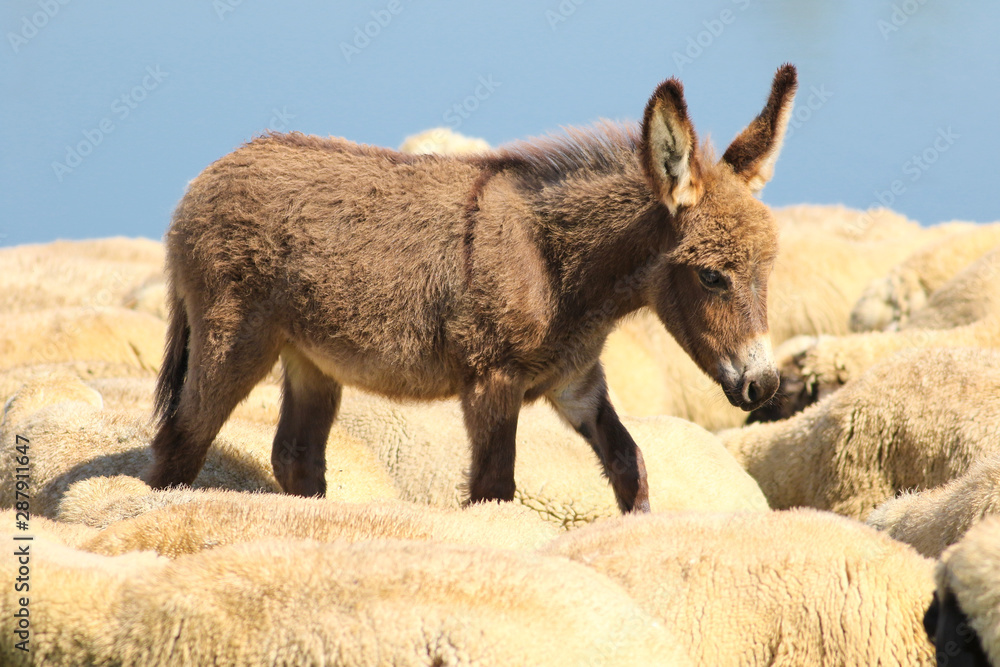 Fototapeta premium Brown baby donkey and a flock of sheep