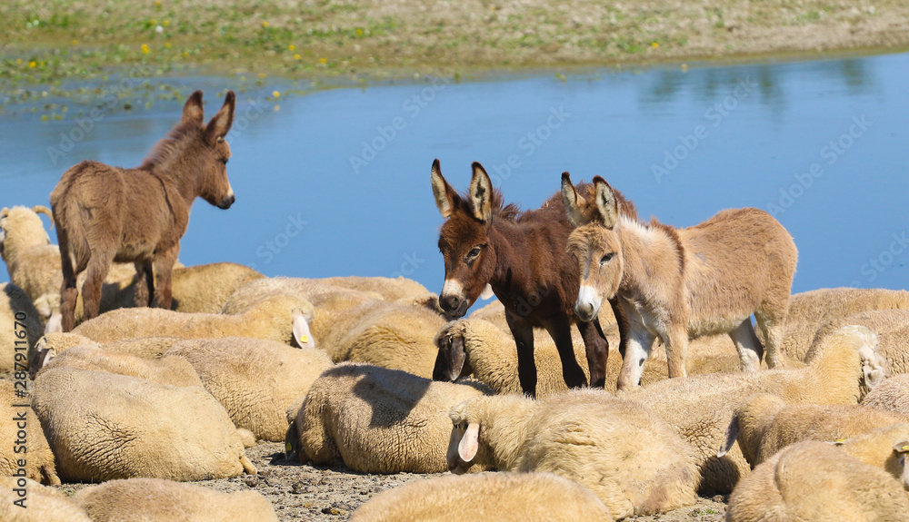 Three donkeys and a flock of sheep in a watering place Three donkeys and a flock of sheep in a watering place