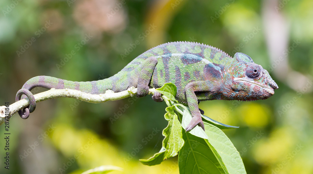 Panther chameleon Furcifer pardalis, portrait Panther chameleon Furcifer pardalis, portrait