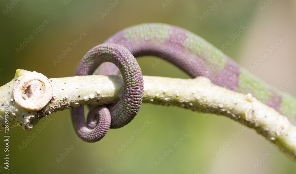 Panther chameleon Furcifer pardalis, rolled up tail Panther chameleon Furcifer pardalis, rolled up tail