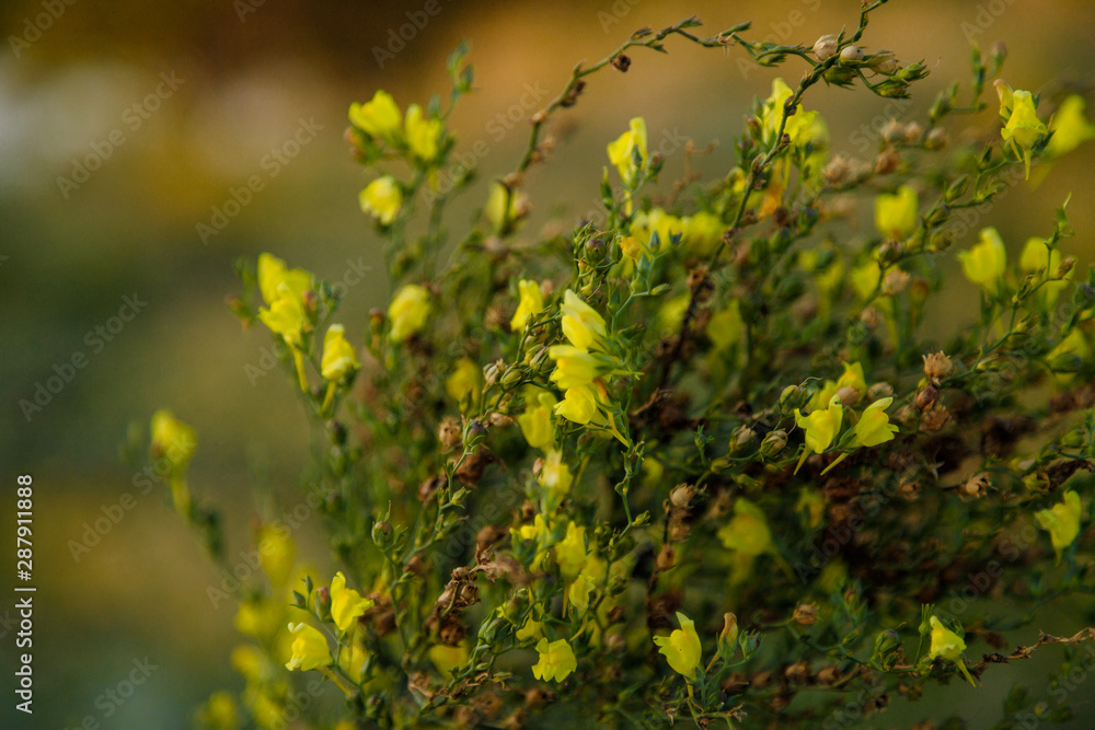 yellow flowers on the summer field