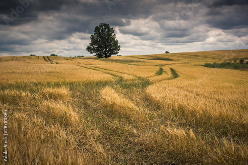 Fototapeta Naklejka Na Ścianę i Meble -  Lonely tree in a Masurian field and storm clouds somewhere in Poland