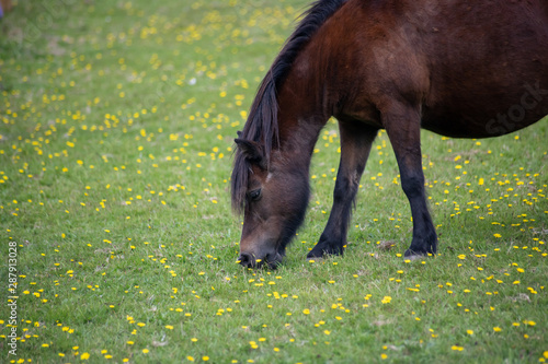 Wild horse eating in a field