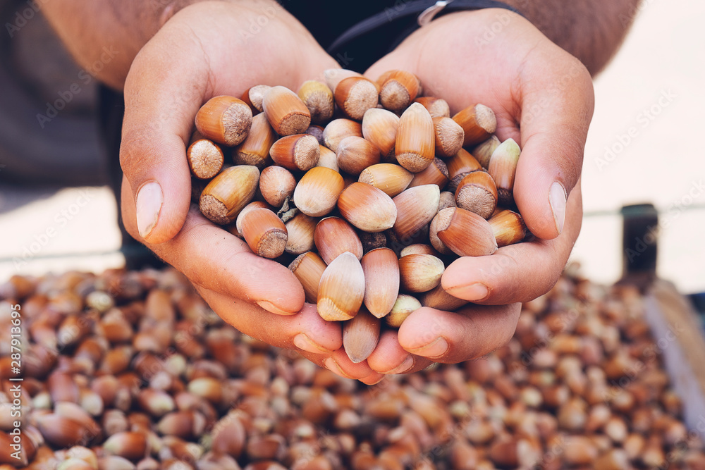 Farmer hands holding hazelnuts with shell on background Farmer hands holding hazelnuts with shell on background