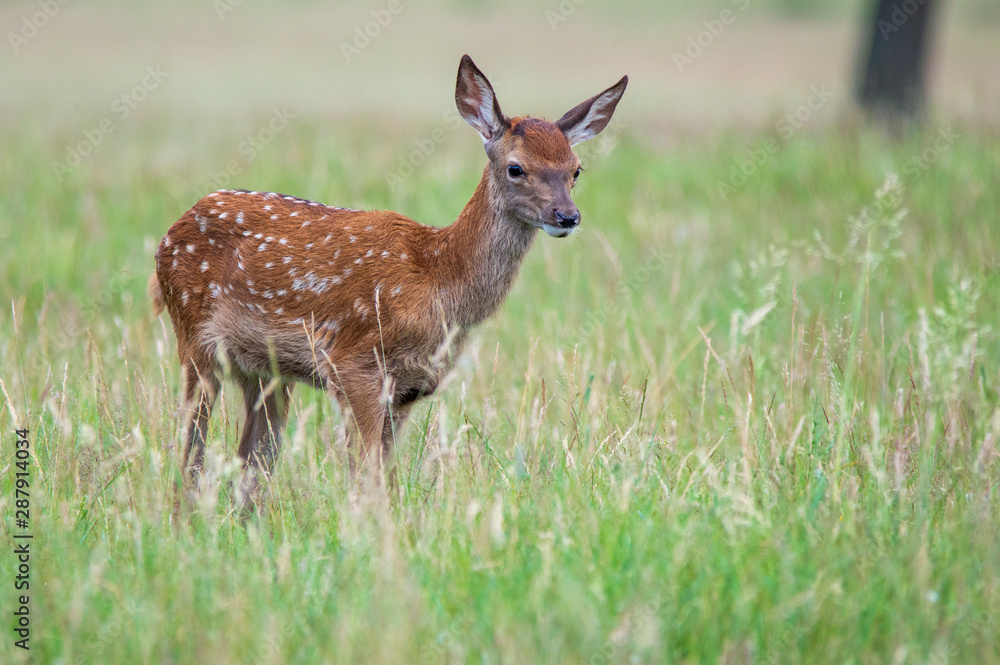 Red Deer Calf Red Deer Calf