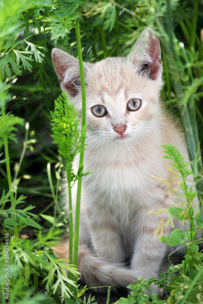 cute kitten, young cat looking forwards cute kitten, young cat looking forwards