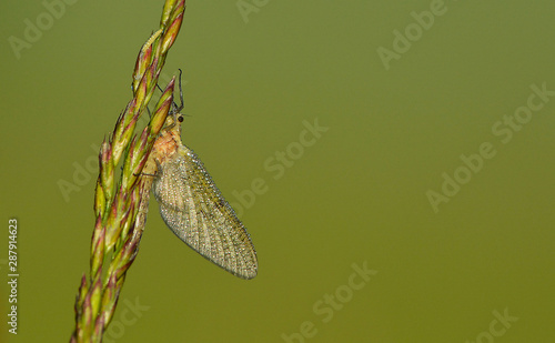 l'éphémère, une vie brève