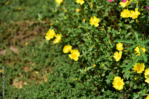 Beautiful flowers in the garden In the spring	