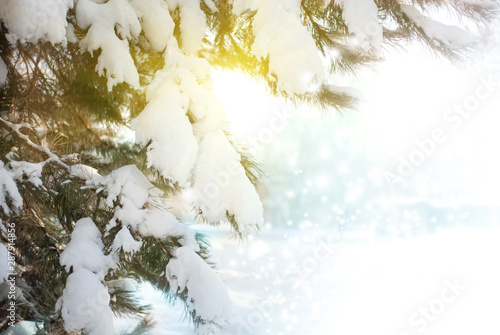 Winter scenic background with copy space. Snow landscape with fir-trees covered with snow