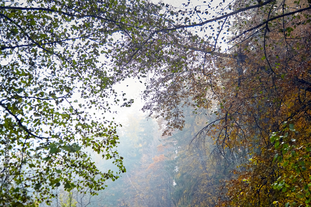 Autumn forest, foliage, branch with yellow leaves. October nature, foggy morning. Deciduous trees