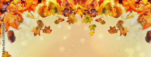 banner of beautiful and colorful autumnal leaf on abstract background
