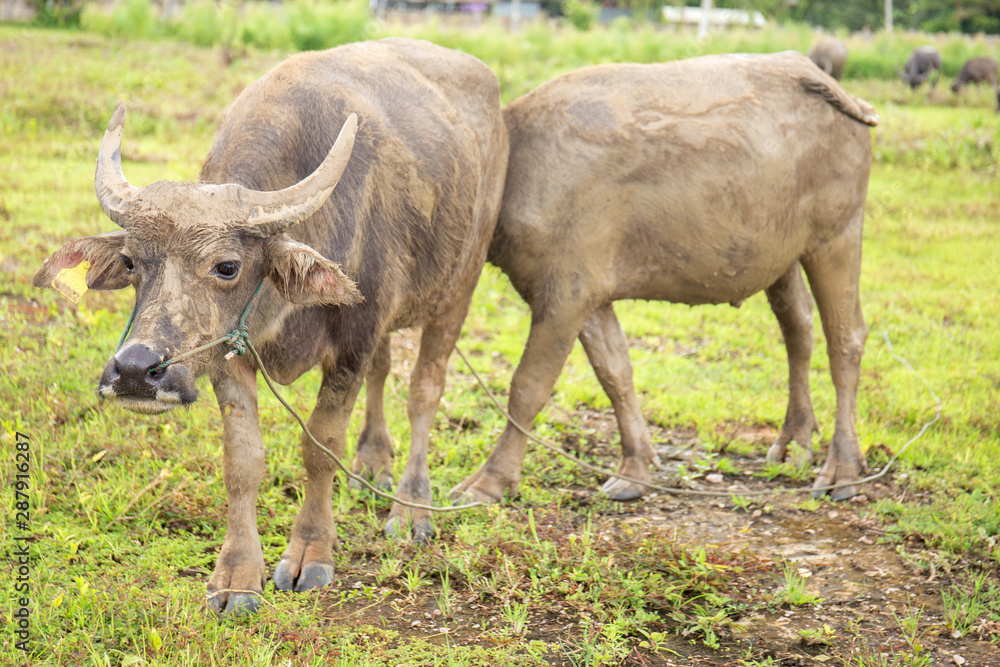 Standing buffalo in a rice field with swamp, natural nylon culture.