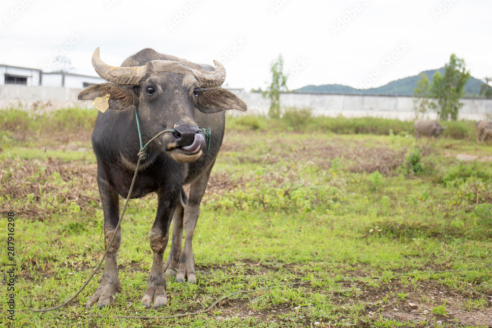 Standing buffalo in a rice field with swamp, natural nylon culture.