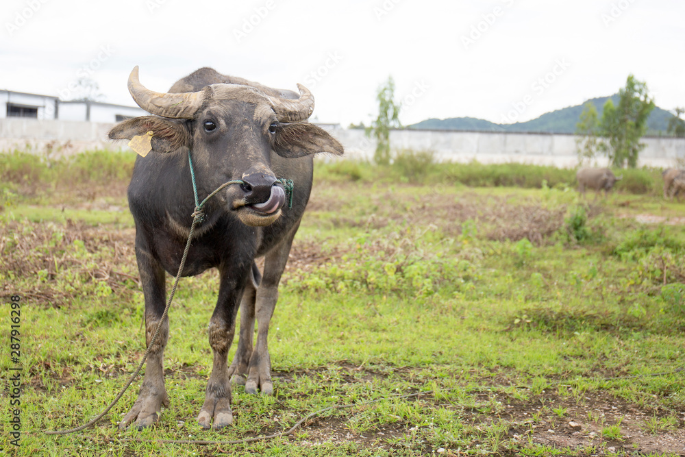 Standing buffalo in a rice field with swamp, natural nylon culture. Standing buffalo in a rice field with swamp, natural nylon culture.