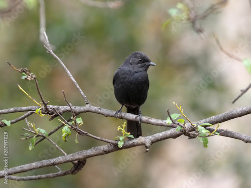 Southern black flycatcher, Melaenornis pammelaina, looking for food in a tree, Ethiopia