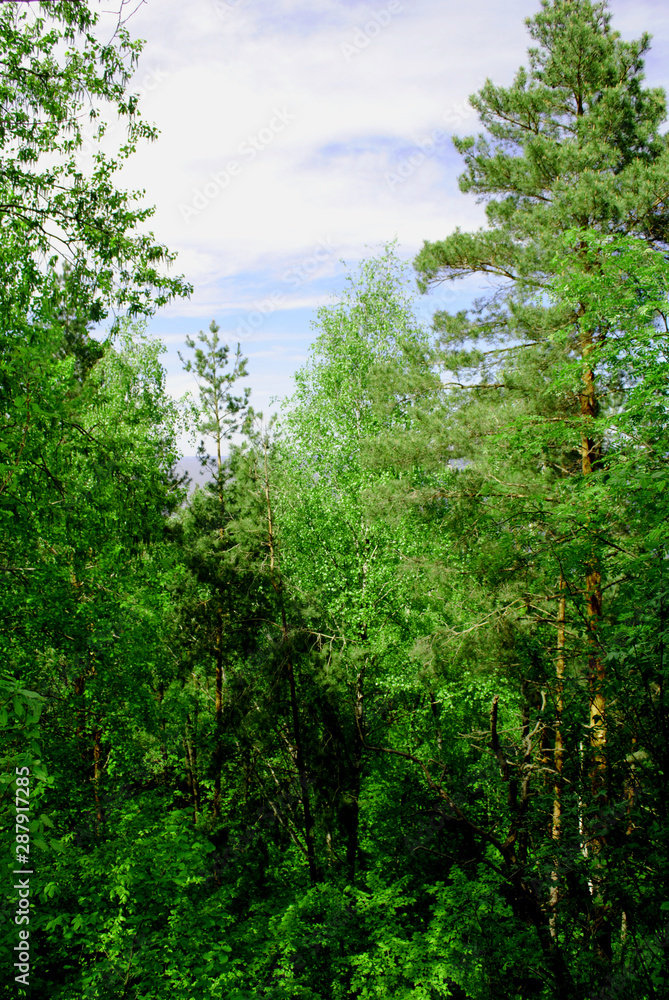 Treetops of a green forest in Eastern Europe Treetops of a green forest in Eastern Europe