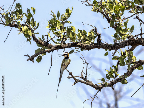 White-throated Bee-eater, Merops albicollis, is a gorgeous long-tailed bird, Ethiopia