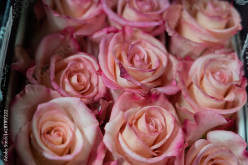 bouquet of pink roses