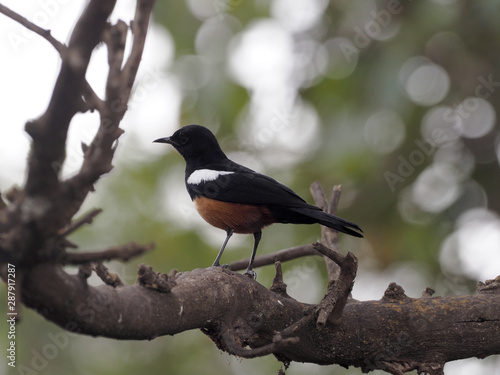 Mocking cliff chat, Thamnolaea cinnamomeiventris, sitting on a thick branch in a tree, Ethiopia photo