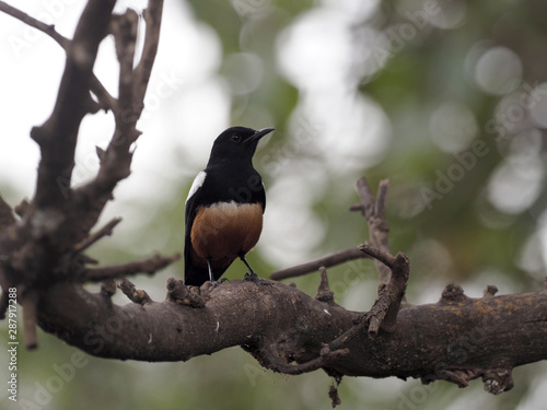 Mocking cliff chat, Thamnolaea cinnamomeiventris, sitting on a thick branch in a tree, Ethiopia photo