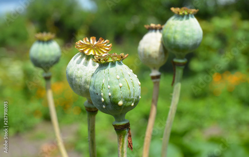 Opium poppies heads production in Afghanistan. Afghan Opium Poppy Cultivation.