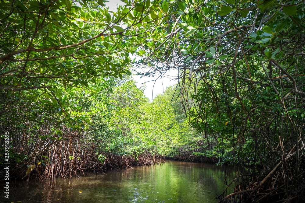 Mangrove in Nusa Lembongan island, Bali, Indonesia