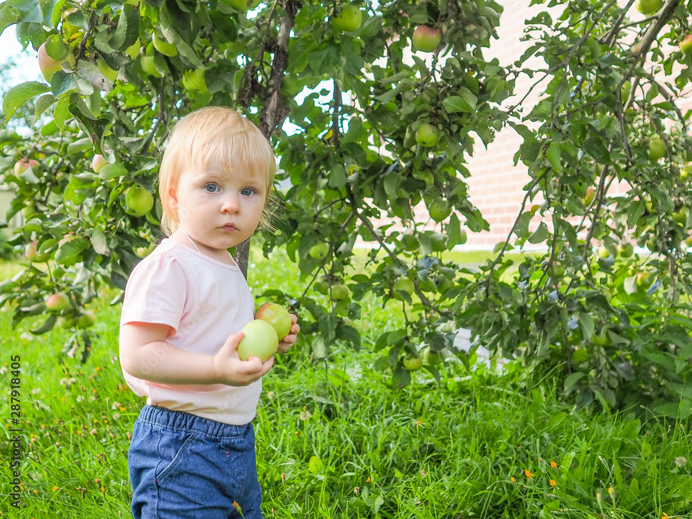 Cute little girl collects and eats apples from an apple tree on a background of green grass on a sunny day. Cute little girl collects and eats apples from an apple tree on a background of green grass on a sunny day.