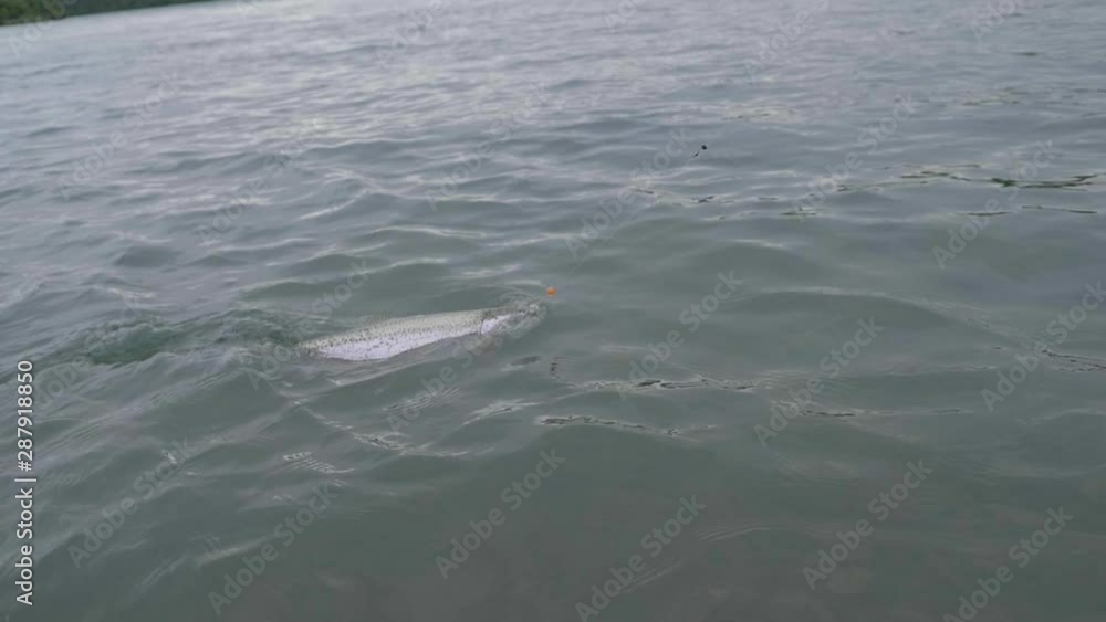 Extremely large Salmon on fishing line gets pulled along surface of water displaying beautiful colors. SLOMO. Extremely large Salmon on fishing line gets pulled along surface of water displaying beautiful colors. SLOMO.