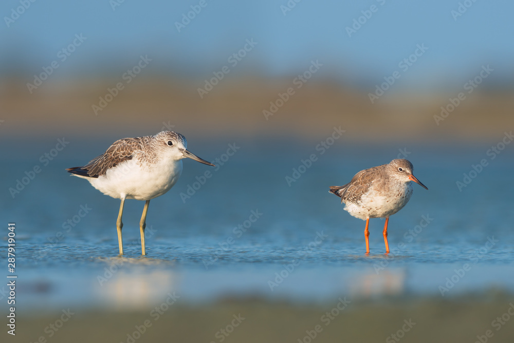 Fototapeta premium Common grennshanck and Common redshank