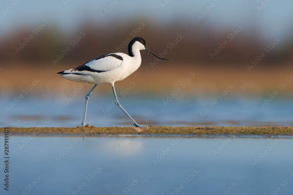 Pied avocet (Recurvirostra avosetta). Kinburn peninsula, Ukraine Pied avocet (Recurvirostra avosetta). Kinburn peninsula, Ukraine