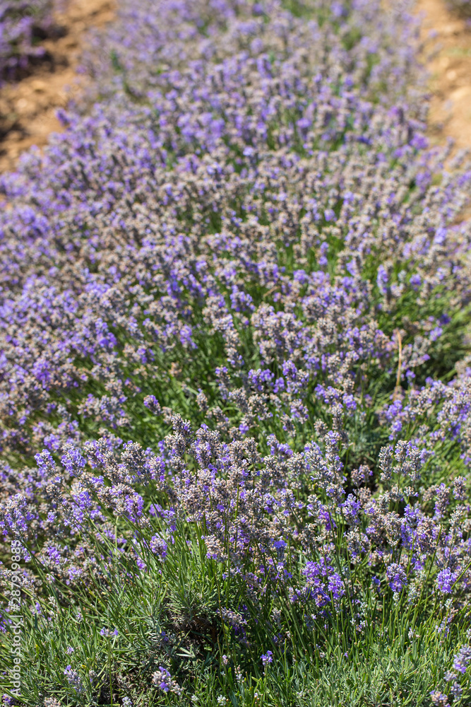 Fototapeta premium Flowering lavender. Field of blue flowers. Lavandula - flowering plants in the mint family, Lamiaceae. 