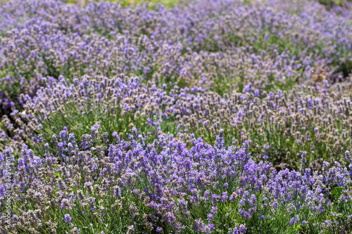 Flowering lavender. Field of blue flowers. Lavandula - flowering plants in the mint family, Lamiaceae. 