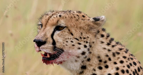 The portrait of a cheetah close up in the savannah of Kenya