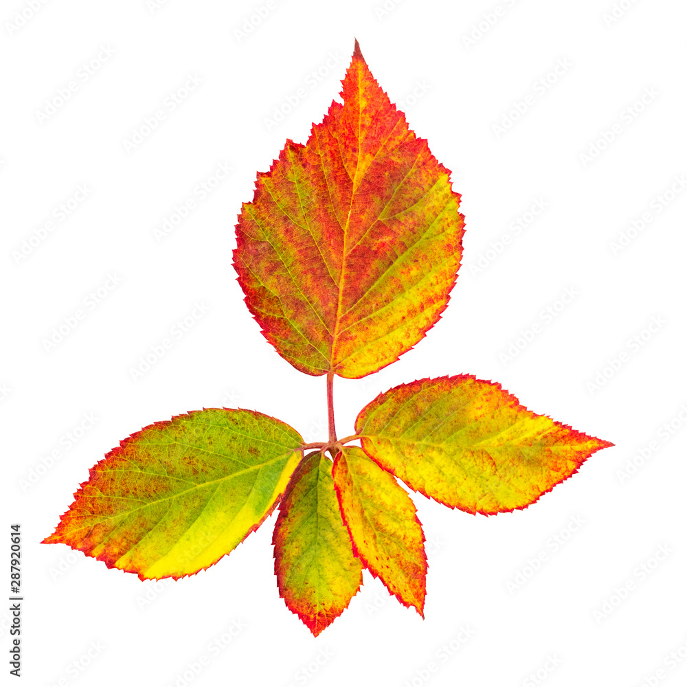 Autumn leaves branch, isolated on white with a clipping path Autumn leaves branch, isolated on white with a clipping path