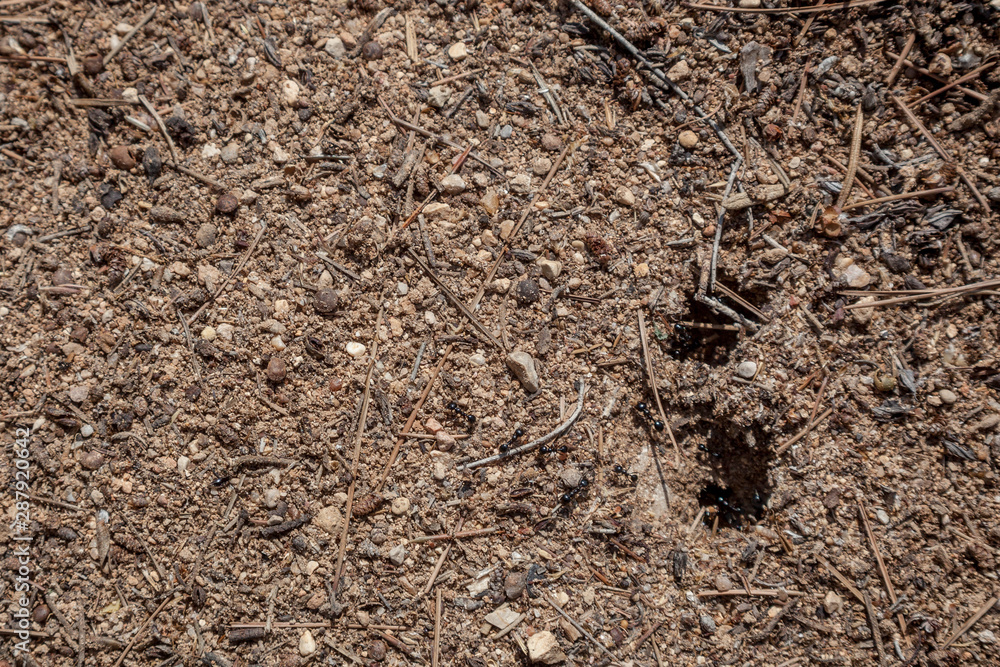 Black ants entering their anthill under the ground Black ants entering their anthill under the ground