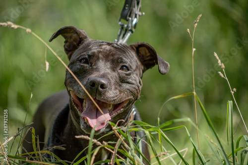 Portrait of a happy brown coat color Staffordshire Bull Terrier dog with open mouth and smile sitting in high grass