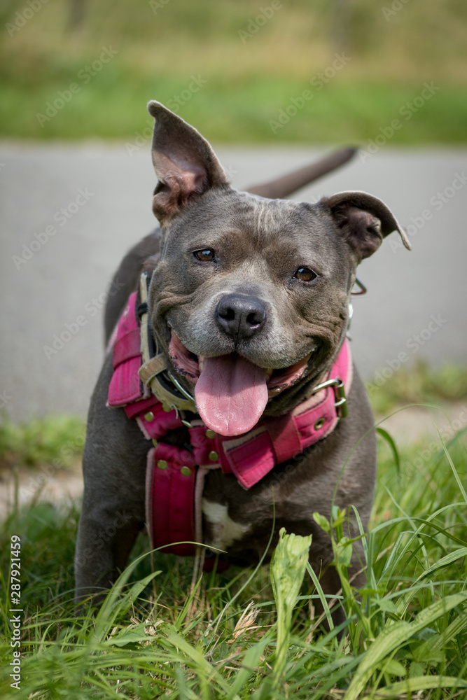 Big gray or blue coat color Staffordshire bull Terrier dog with open mouth and big smile on a leash on standing happy in the grass. 