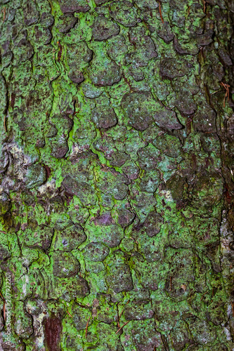 close-up of spruce bark with green lichen