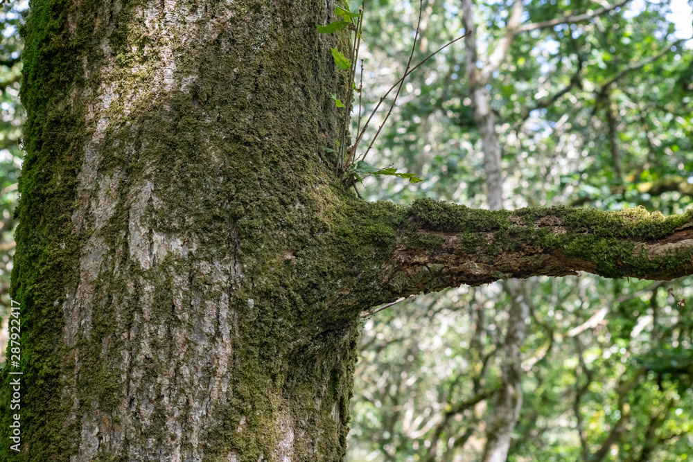 Tree trunk with branch coming off with moss