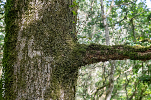 Tree trunk with branch coming off with moss