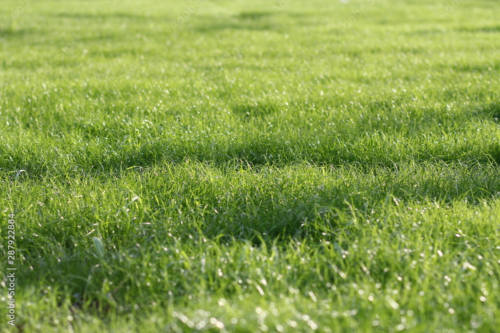 green grass of Krasnoyarsk street green grass of Krasnoyarsk street