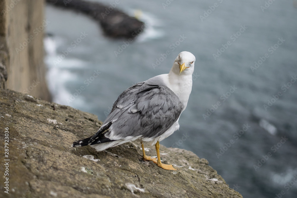 A seagull sitting on an old stone parapet with bay in background. A seagull sitting on an old stone parapet with bay in background.