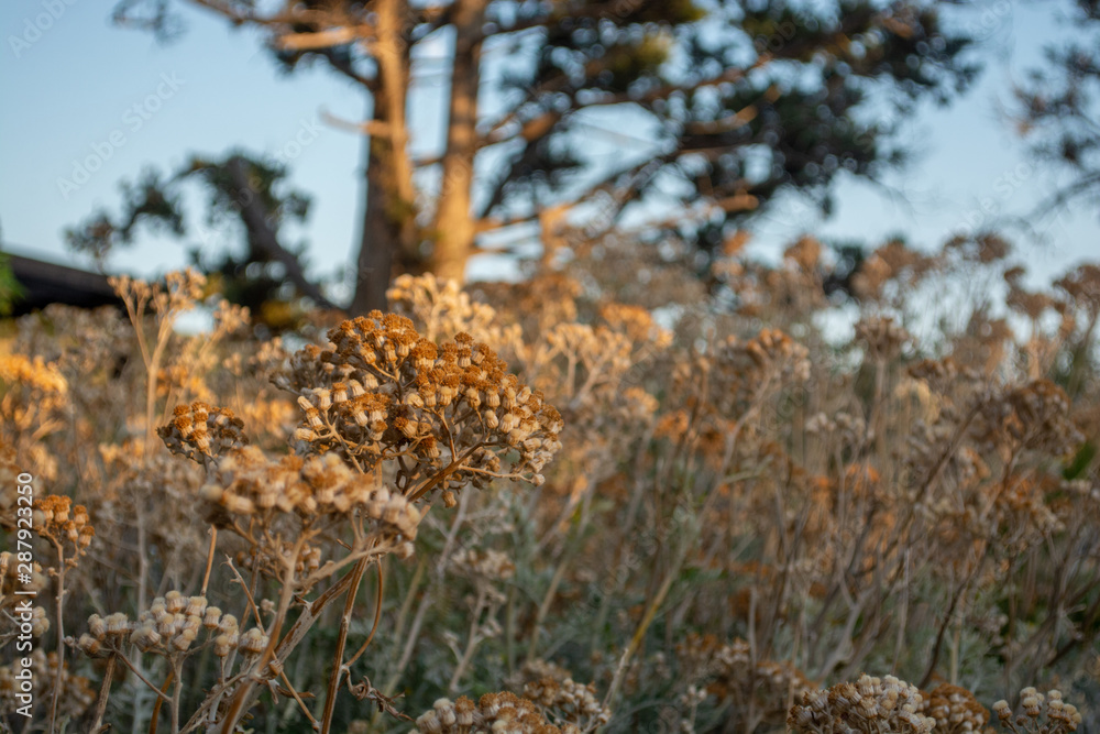 Close up view of dried flowers with pine trees on background during sunset