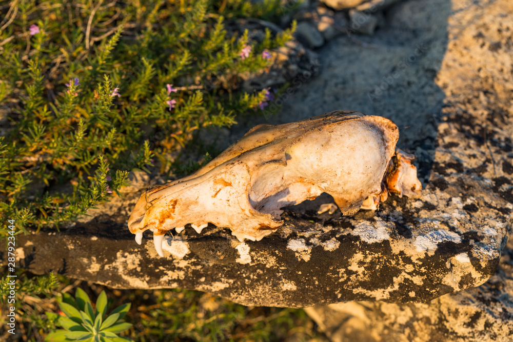 Fototapeta premium Skull of a dead fox at dawn in a meadow.