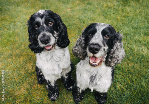 Photos Two Blue Roan Cocker Spaniels Play in Garden Together