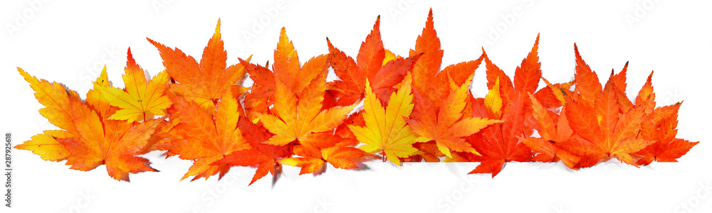 Autumn Maple Leaves - Panorama Background Autumn Maple Leaves - Panorama Background