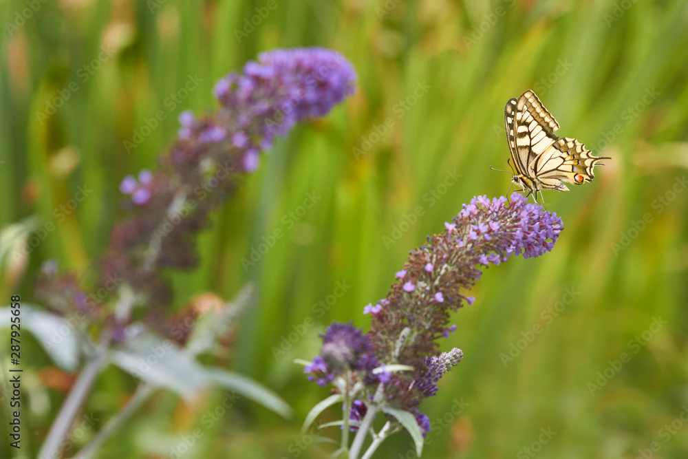 Common swallow butterfly on butterfly bush flower