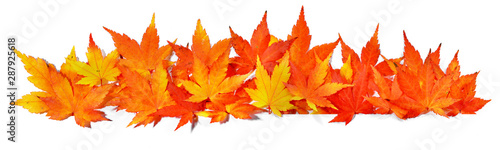 Autumn Maple Leaves - Panorama Background