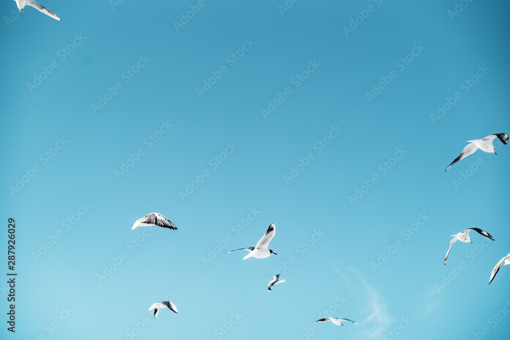 seagulls baltic sea